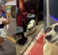 
                  Cachorro é resgatado em circuito do carnaval de Salvador; veja