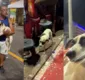 
                  Cachorro é resgatado em circuito do carnaval de Salvador; veja