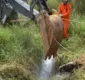 
                  Cavalo cai em fossa e é resgatado com retroescavadeira na Bahia