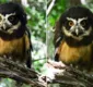 
                  Lendária coruja-murucututu é reintegrada à natureza na Bahia