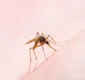 
                  Número de mortes por dengue na Bahia sobe para 45