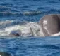 
                  Nuvem de diarreia: a defesa surpreendente de baleias contra orcas
