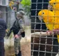 
                  PF apreende mais de 400 aves em operação contra tráfico ilegal