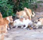 
                  Secis não tem data definida para retirar gatos de ‘colônia’ em Piatã