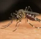 
                  Sobe para 8 o número de mortes por dengue na Bahia