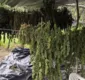 
                  Três homens são presos com 10 mil pés de maconha no norte da Bahia