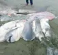 
                  Tubarão fêmea rara de 5,6 metros é achada morta com 7 filhotes