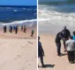 
                  VÍDEO: jacaré é resgatado na praia da Pituba, em Salvador