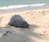 Elefante-marinho é avistado em praia e atrai banhistas em Caravelas