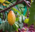 Projeto de cacauicultura impacta cerca de 150 produtores no Baixo Sul