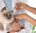 Salvador intensifica vacinação de cães e gatos a partir desta segunda