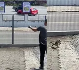 Lagarto corre atrás de homem que o atacou com pedra