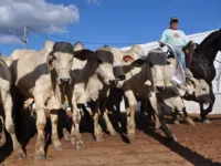 Bahia Farm Show 2024 terá leilão de mais de 1,2 mil cabeças de gado