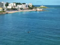 Baleias jubarte são vistas na Baía de Todos-os-Santos; veja vídeo