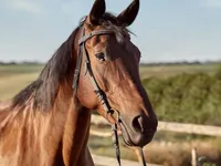 Cavalo morre e jovem fica ferido após colisão no norte da Bahia