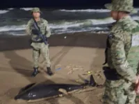 Golfinho é encontrado morto em praia de Salvador; veja vídeo
