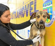 Castração gratuita para cães e gatos acontece na Bahia