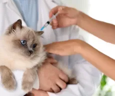 Salvador intensifica vacinação de cães e gatos a partir desta segunda