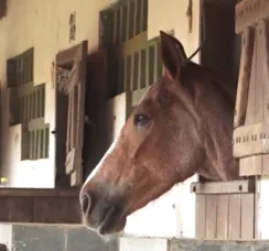 Hotéis para cavalos: veja novo modelo de negócio em Feira de Santana