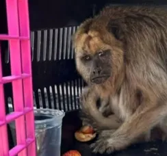 Macaco bugio é resgatado de cativeiro ilegal no oeste da Bahia