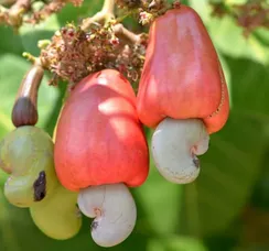 Primavera: conheça 5 receitas fáceis usando apenas caju