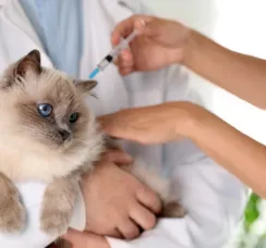 Salvador intensifica vacinação de cães e gatos a partir desta segunda