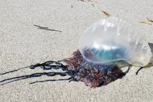 Fala Bahia destaca acidentes com Caravelas em praia de Piatã