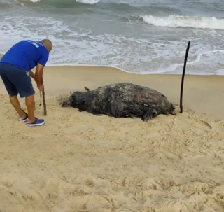 Filhote de baleia jubarte é encontrado morto em Porto Seguro