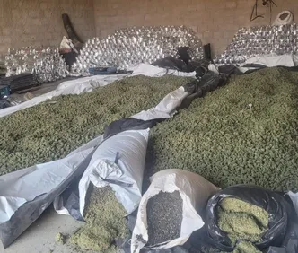 Mais de duas toneladas de maconha são apreendidas na Bahia