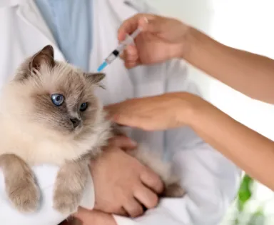 Salvador intensifica vacinação de cães e gatos a partir desta segunda