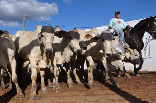 
				
					Bahia Farm Show 2024 terá leilão de mais de 1,2 mil cabeças de gado
				
				