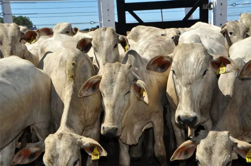 
				
					Bahia Farm Show 2024 terá leilão de mais de 1,2 mil cabeças de gado
				
				