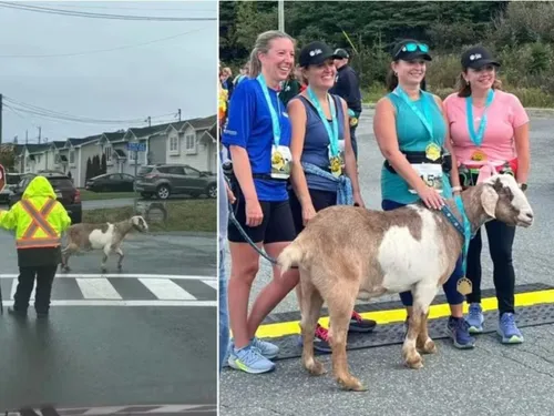 
				
					Bode foge, entra em meia-maratona e recebe medalha
				
				