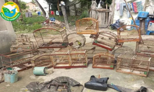 

					PRF apreende 1.100 aves silvestres transportadas ilegalmente na Bahia

				
