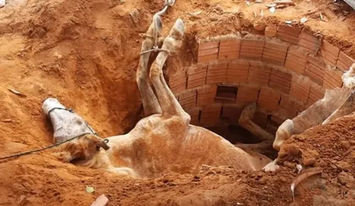 
				
					Cavalo é resgatado de fossa por bombeiros em Santa Maria da Vitória
				
				