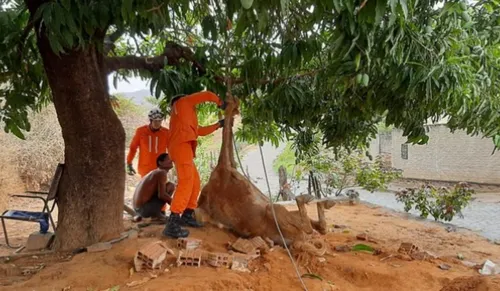 
				
					Cavalo é resgatado de fossa por bombeiros em Santa Maria da Vitória
				
				