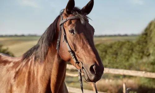 
				
					Cavalo morre e jovem fica ferido após colisão no norte da Bahia
				
				