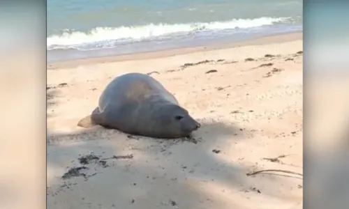 
				
					Elefante-marinho é avistado em praia e atrai banhistas em Caravelas
				
				