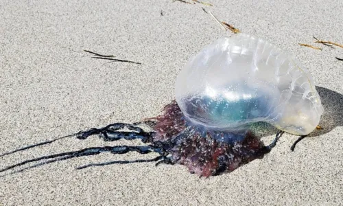 
				
					Fala Bahia destaca acidentes com Caravelas em praia de Piatã
				
				