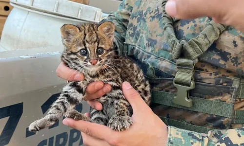 
				
					Felino selvagem ameaçado de extinção é resgatado no sul da Bahia
				
				