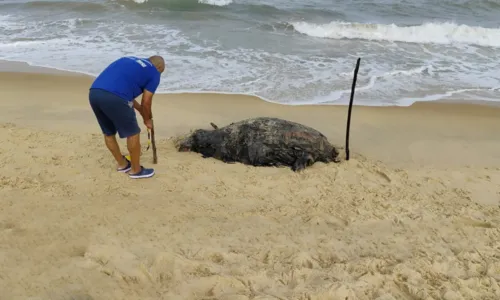 
				
					Filhote de baleia jubarte é encontrado morto em Porto Seguro
				
				