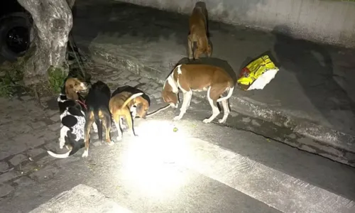 
				
					Foragido da Justiça é preso com cães em situação de maus tratos na BA
				
				