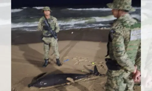 
				
					Golfinho é encontrado morto em praia de Salvador; veja vídeo
				
				