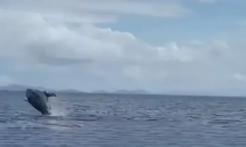 
				
					Golfinho é encontrado morto em praia de Salvador; veja vídeo
				
				