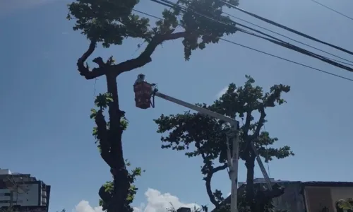 
				
					Homem é atacado por abelhas após tentar remover colmeia em Ilhéus
				
				