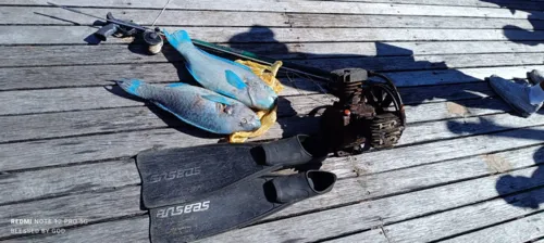 
				
					Homens são detidos após pescar com compressor de ar em praia da Barra
				
				