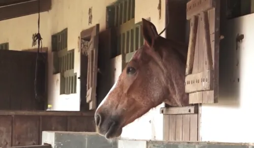 
				
					Hotéis para cavalos: veja novo modelo de negócio em Feira de Santana
				
				