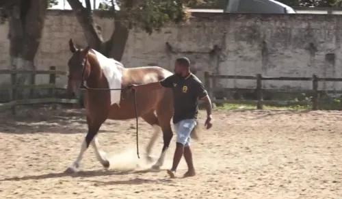 
				
					Hotéis para cavalos: veja novo modelo de negócio em Feira de Santana
				
				