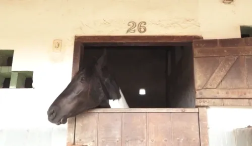 
				
					Hotéis para cavalos: veja novo modelo de negócio em Feira de Santana
				
				