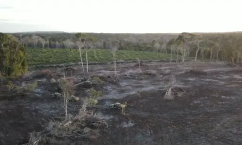 
				
					Ibama multa suspeito de desmatar 25 hectares de floresta na Bahia
				
				